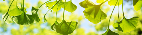 Ginkgo bladeren