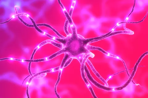 Neuronen