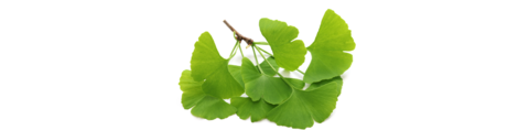 Groene ginkgo biloba bladeren